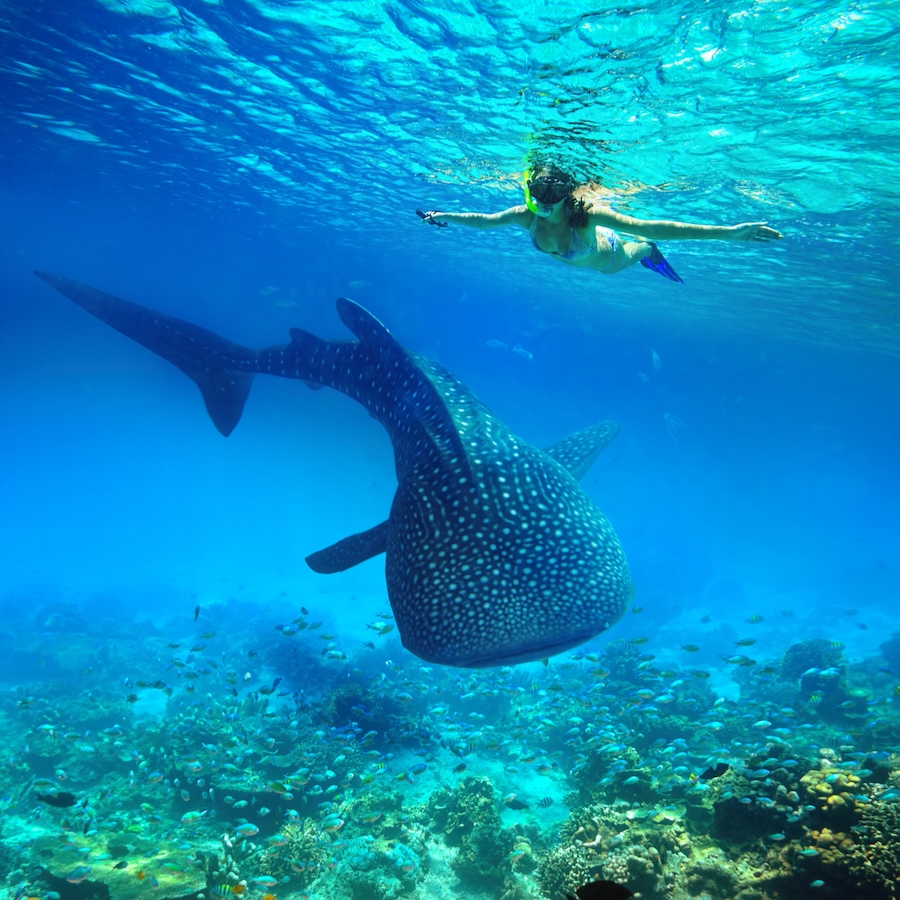 WHALE SHARK OR MANTA
